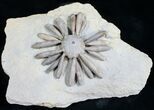 Gymnocidaris Urchin Fossil - Jurassic #5920-2